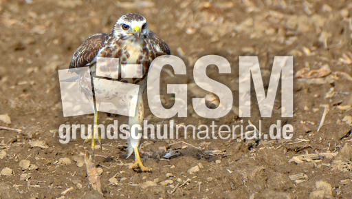 Mäusebussard_ (14).jpg